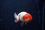Juvenile Lionchu  Red White 3.5 Inch (ID#214R11b-10) Free2Day SHIPPING