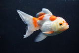 Thai Oranda  Red White 5 Inch (ID#1004To2b-102) Free2Day SHIPPING