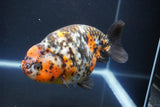 Jumbo Ranchu  Calico 5.5 Inch (ID#1011To10a-92)