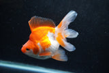 Ryukin Long Tail Red White 4.5 Inch (ID#1213Ry7b-4) Free2Day SHIPPING