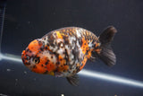 Jumbo Ranchu  Calico 5.5 Inch (ID#1011To10a-92)