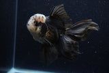 Thai Oranda  Panda 5.5 Inch (ID#1129To6c-106)