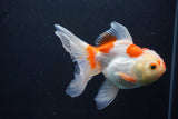 Thai Oranda  Red White 5 Inch (ID#1004To2b-102) Free2Day SHIPPING