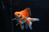 Ryukin Long Tail Red White 4.5 Inch (ID#1213Ry7b-4) Free2Day SHIPPING