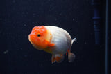 Juvenile Lionchu  Red White 3.5 Inch (ID#214R11b-10) Free2Day SHIPPING