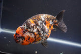 Jumbo Ranchu  Calico 5.5 Inch (ID#1011To10a-92)