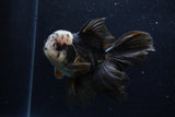 Thai Oranda  Panda 5.5 Inch (ID#1129To6c-106)