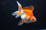 Ryukin Long Tail Red White 4.5 Inch (ID#1213Ry7b-4) Free2Day SHIPPING