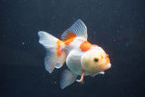 Thai Oranda  Red White 5 Inch (ID#1004To2b-102) Free2Day SHIPPING