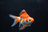 Ryukin Long Tail Red White 4.5 Inch (ID#1213Ry7b-4) Free2Day SHIPPING