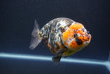 Jumbo Ranchu  Calico 5.5 Inch (ID#1011To10a-92)