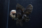 Thai Oranda  Panda 5.5 Inch (ID#1129To6c-106)