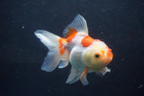 Thai Oranda  Red White 5 Inch (ID#1004To2b-102) Free2Day SHIPPING