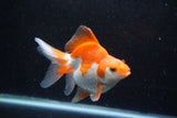 Ryukin Long Tail Red White 4.5 Inch (ID#1213Ry7b-4) Free2Day SHIPPING