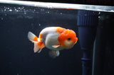 Juvenile Lionchu  Red White 3.5 Inch (ID#408R11b-8) Free2Day SHIPPING