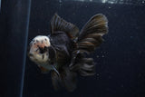 Thai Oranda  Panda 5.5 Inch (ID#1129To6c-106)