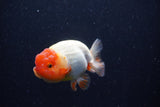 Juvenile Lionchu  Red White 3.5 Inch (ID#214R11b-10) Free2Day SHIPPING