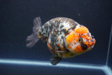 Jumbo Ranchu  Calico 5.5 Inch (ID#1011To10a-92)