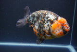 Jumbo Ranchu  Calico 5.5 Inch (ID#1011To10a-92)