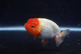 Juvenile Lionchu  Red White 3.5 Inch (ID#214R11b-10) Free2Day SHIPPING