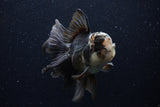 Thai Oranda  Panda 5.5 Inch (ID#1129To6c-106)