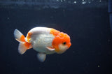 Juvenile Lionchu  Red White 3.5 Inch (ID#408R11b-8) Free2Day SHIPPING
