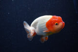 Juvenile Lionchu  Red White 3.5 Inch (ID#214R11b-10) Free2Day SHIPPING