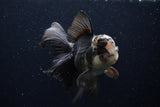 Thai Oranda  Panda 5.5 Inch (ID#1129To6c-106)