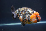 Jumbo Ranchu  Calico 5.5 Inch (ID#1011To10a-92)