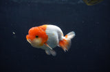 Juvenile Lionchu  Red White 3.5 Inch (ID#408R11b-8) Free2Day SHIPPING