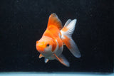 Ryukin Long Tail Red White 4.5 Inch (ID#1213Ry7b-4) Free2Day SHIPPING