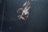 Thai Oranda  Panda 4.5 Inch (ID#1004To2b-103) Free2Day SHIPPING