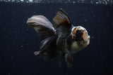 Thai Oranda  Panda 5.5 Inch (ID#1129To6c-106)