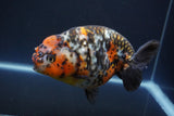 Jumbo Ranchu  Calico 5.5 Inch (ID#1011To10a-92)