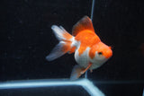 Ryukin Long Tail Red White 4.5 Inch (ID#1213Ry7b-4) Free2Day SHIPPING