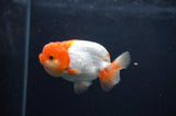 Juvenile Lionchu  Red White 3.5 Inch (ID#408R11b-8) Free2Day SHIPPING