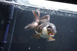 Thai Oranda  Panda 4.5 Inch (ID#1004To2b-103) Free2Day SHIPPING