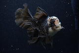 Thai Oranda  Panda 5.5 Inch (ID#1129To6c-106)