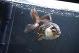 Thai Oranda  Panda 4.5 Inch (ID#1004To2b-103) Free2Day SHIPPING