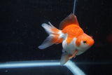 Ryukin Long Tail Red White 4.5 Inch (ID#1213Ry7b-4) Free2Day SHIPPING