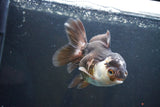 Thai Oranda  Panda 4.5 Inch (ID#1004To2b-103) Free2Day SHIPPING