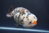 Jumbo Ranchu  Calico 5.5 Inch (ID#1015To10a-91)