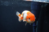 Juvenile Lionchu  Red White 3.5 Inch (ID#408R11b-8) Free2Day SHIPPING