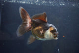 Thai Oranda  Panda 4.5 Inch (ID#1004To2b-103) Free2Day SHIPPING