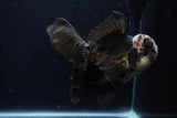 Thai Oranda  Panda 5.5 Inch (ID#1129To6c-106)