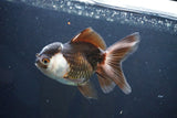 Thai Oranda  Panda 4.5 Inch (ID#1004To2b-103) Free2Day SHIPPING