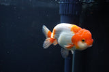 Juvenile Lionchu  Red White 3.5 Inch (ID#408R11b-8) Free2Day SHIPPING