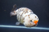 Jumbo Ranchu  Calico 5.5 Inch (ID#1015To10a-91)