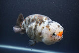 Jumbo Ranchu  Calico 5.5 Inch (ID#1015To10a-91)