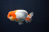 Juvenile Lionchu  Red White 3.5 Inch (ID#408R11b-8) Free2Day SHIPPING